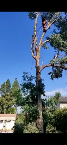 כריתת עצים בגינה פרטית 1